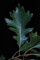 Quercus × deamii