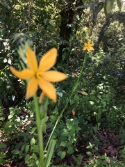 Echeandia flavescens