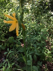 Echeandia flavescens