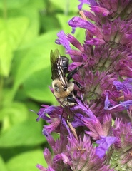 Melissodes desponsus