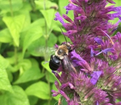 Melissodes desponsus