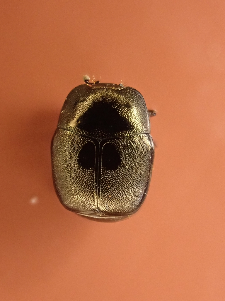 Hypocaccus pelleti