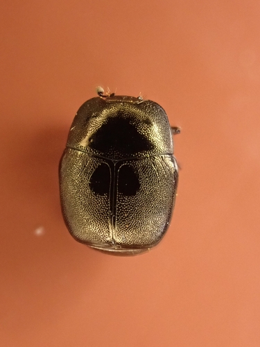 Hypocaccus pelleti