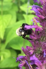 Melissodes desponsus