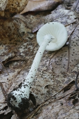Leucoagaricus serenus