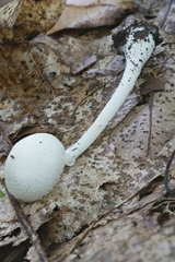 Leucoagaricus serenus