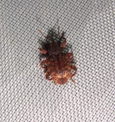 Conotrachelus posticatus