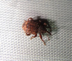 Conotrachelus posticatus