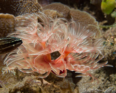 Protula bispiralis