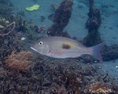 Lethrinus harak