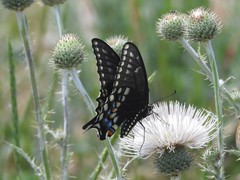 Papilio machaon bairdii