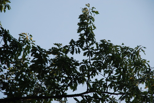 Quercus × deamii, photograph 2