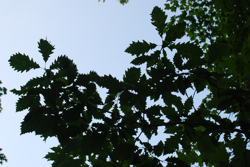 Quercus deamii