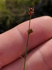 Scleria verticillata