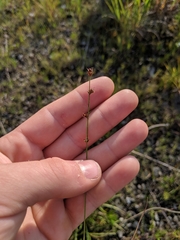 Scleria verticillata