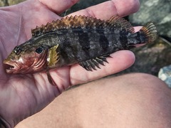 Hairy Blenny photo 3