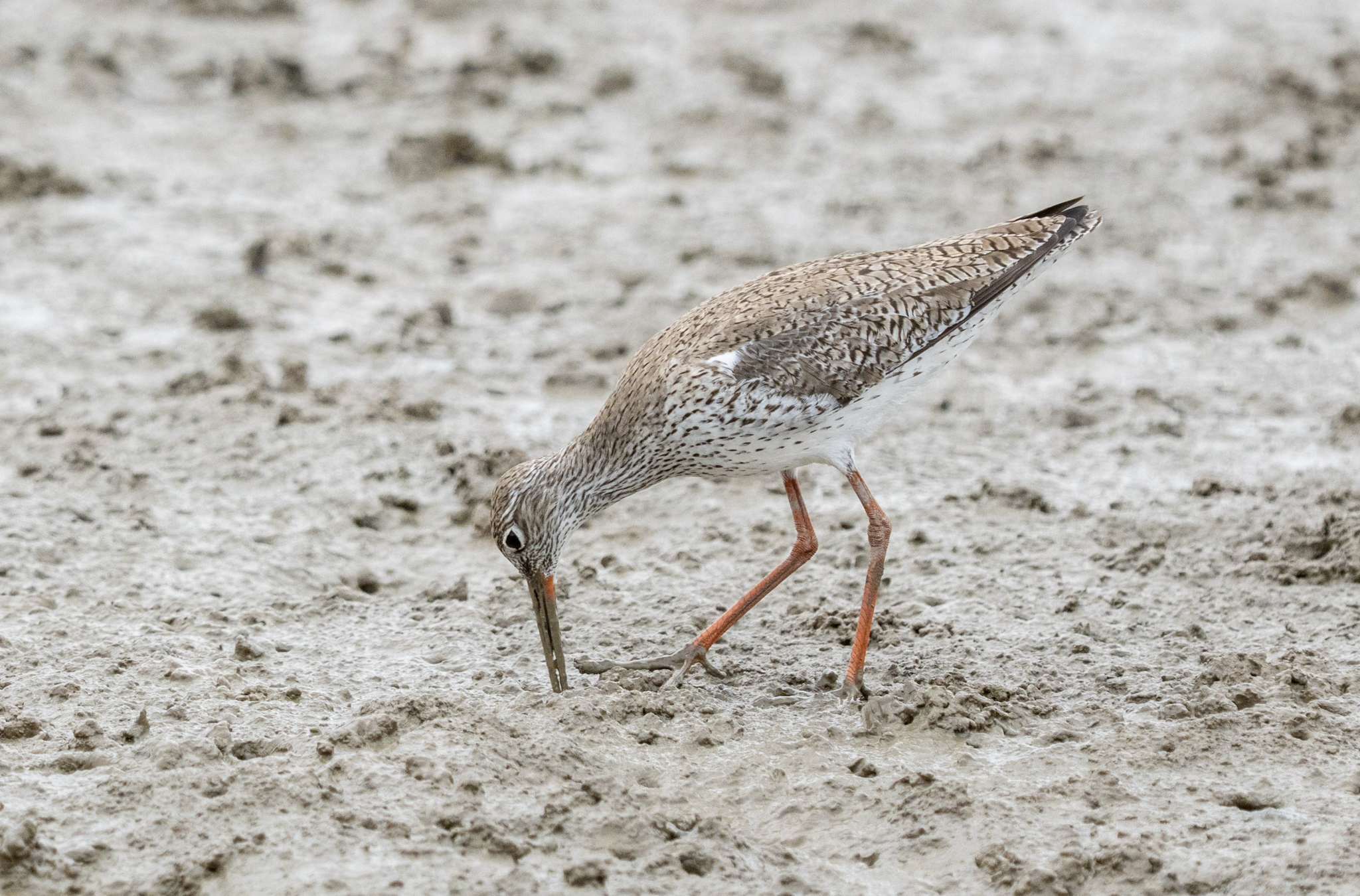 Common Redshank