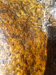 Paratlanticus ussuriensis