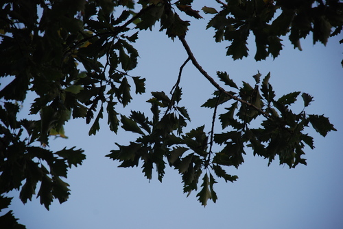 Quercus × deamii, photograph 1