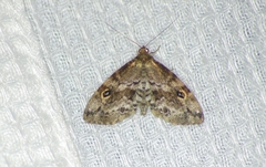 Melanomma auricinctaria