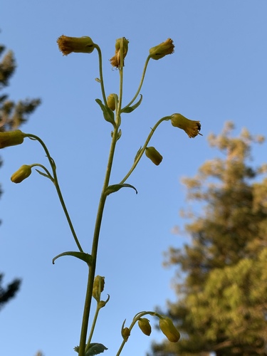 Sacramento Ragwort (Senecio sacramentanus)
