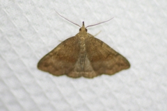 Phalaenostola eumelusalis