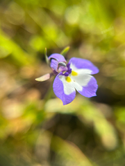 Downingia bicornuta