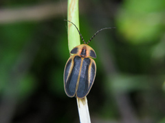 Tenaspis chamelensis