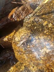 Paratlanticus ussuriensis