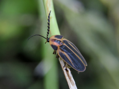 Tenaspis chamelensis