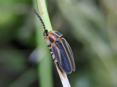 Tenaspis chamelensis