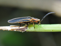 Tenaspis chamelensis