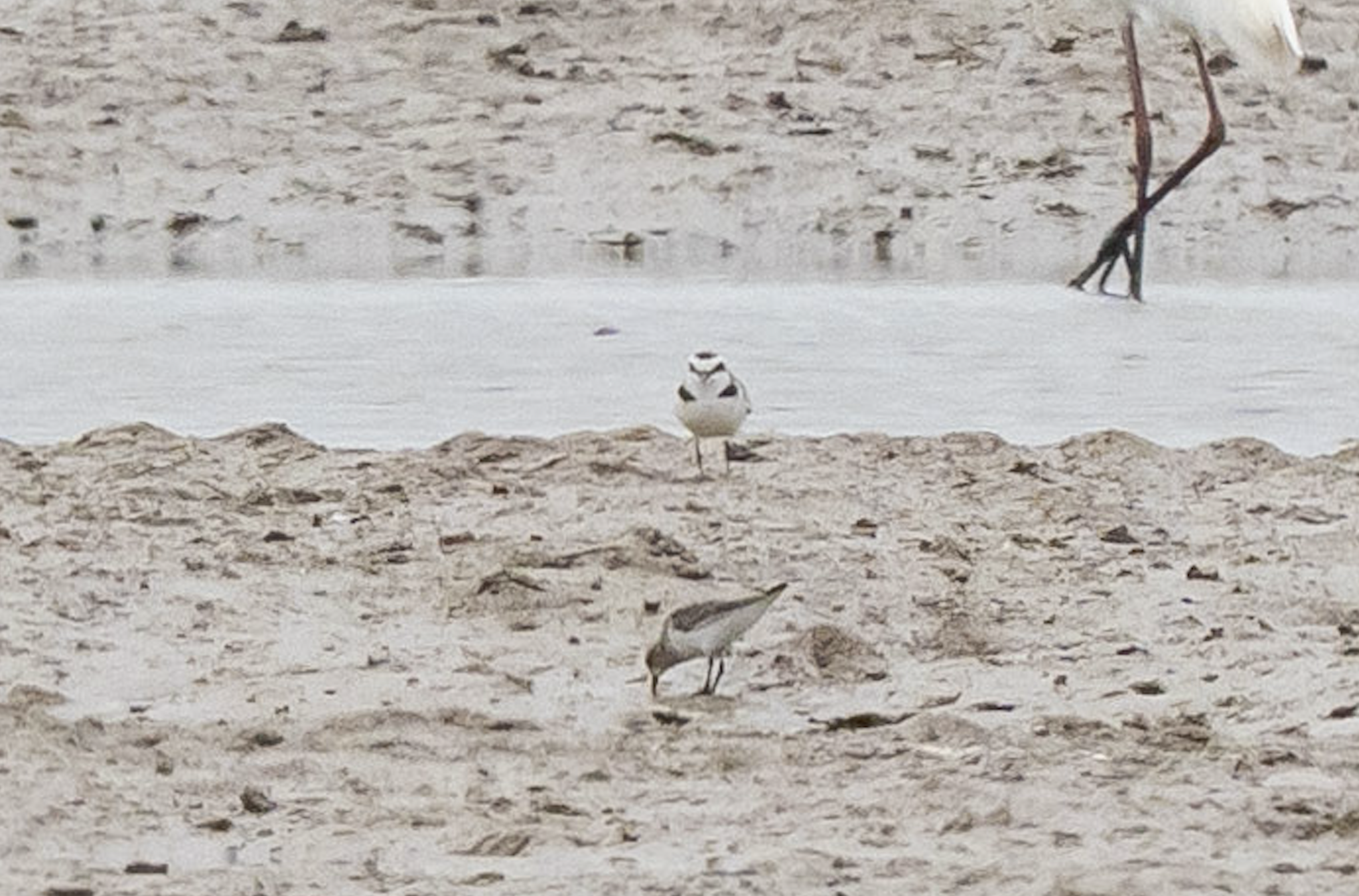 Kentish Plover