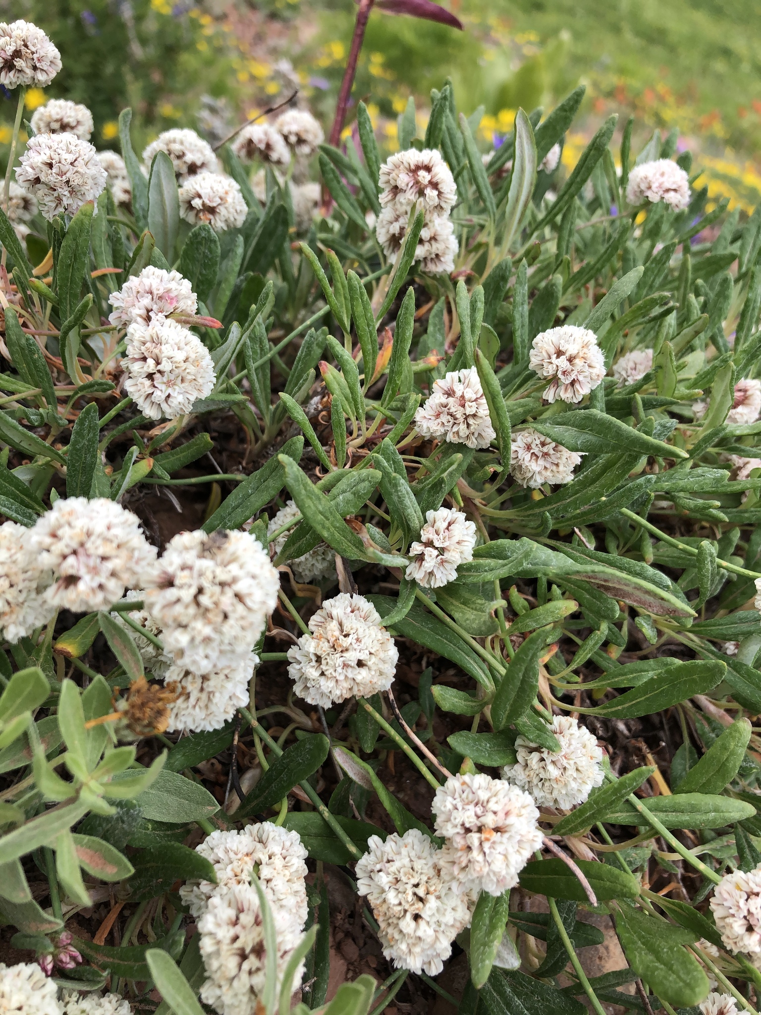 Eriogonum coloradense