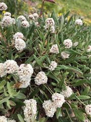 Eriogonum coloradense