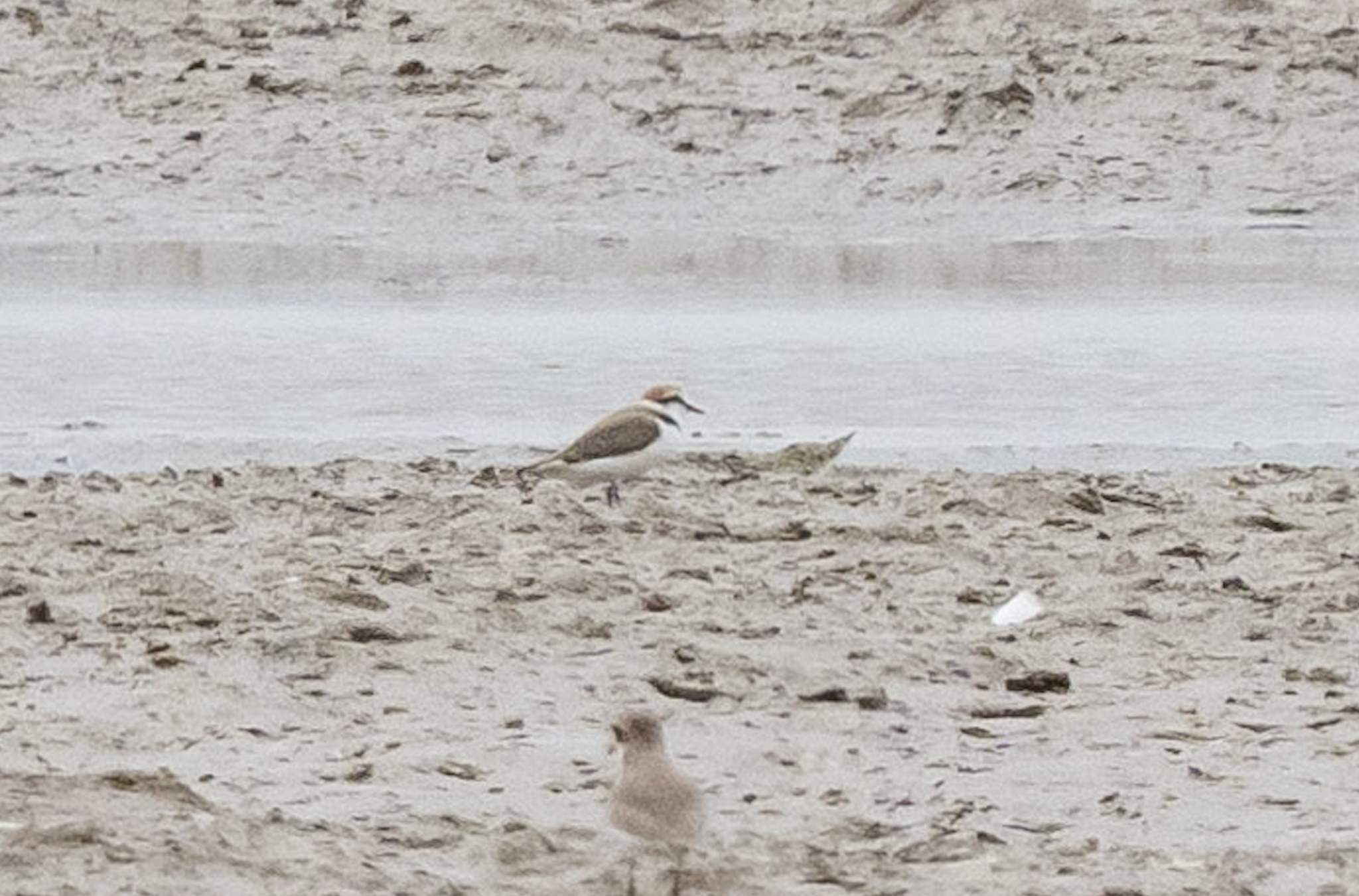 Kentish Plover