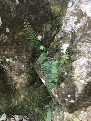 Marcgravia rectiflora