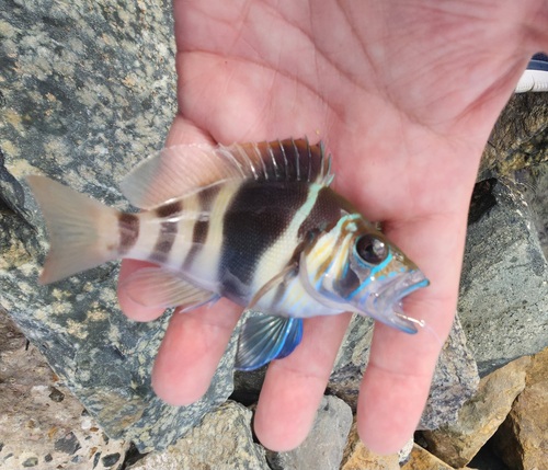 Bad lucks (Hypoplectrus puella) — Serranidae — 2