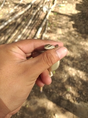 Marisora lineola