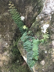 Marcgravia rectiflora