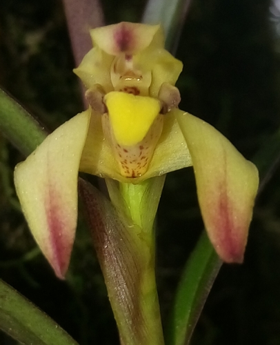 Meridensis Orchid