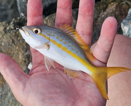 Yellowtail Snapper