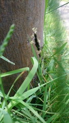 Poaceae