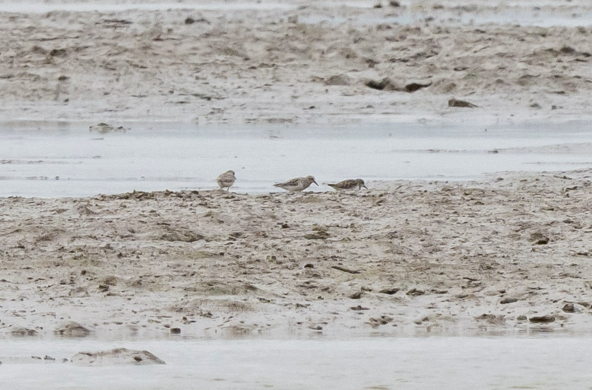 Red-necked Stint
