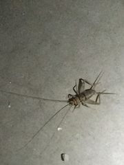 Gryllodes sigillatus