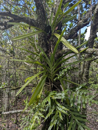 Angraecum eburneum, photograph 1