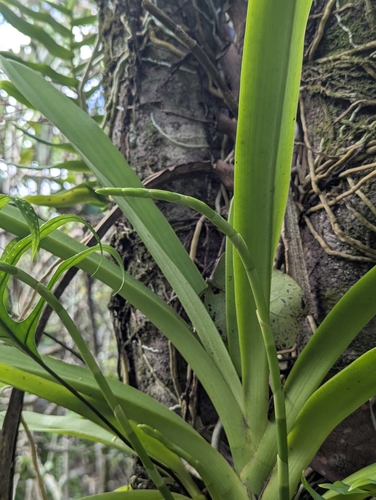 Angraecum eburneum, photograph 2