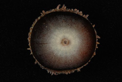 Quercus × deamii, photograph 6