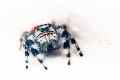 Phidippus kastoni