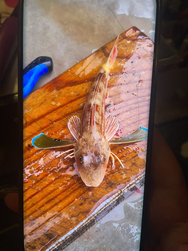 Cape gurnard (Chelidonichthys capensis) — Triglidae
